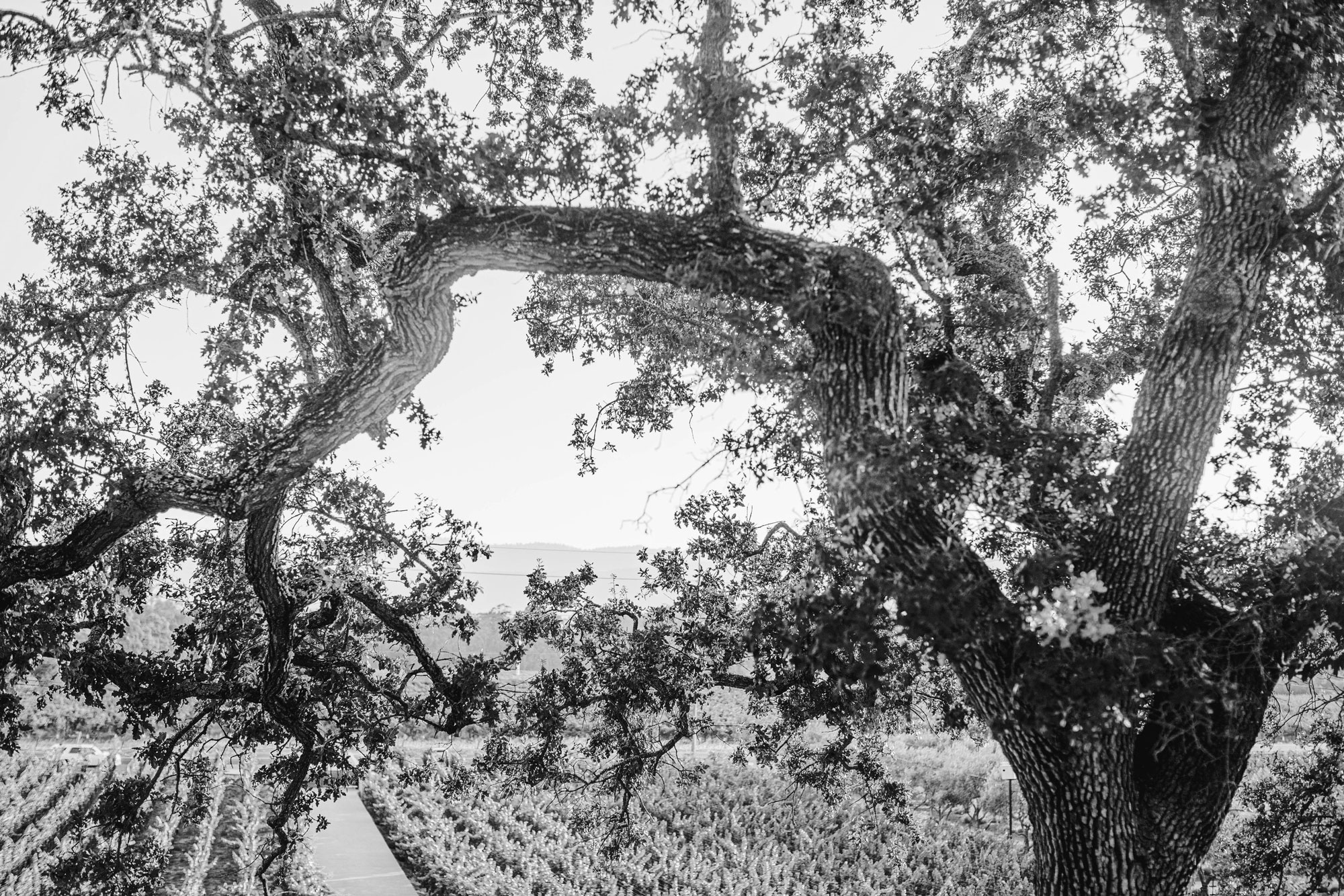 Large oak tree on the Neotempo Vineyard