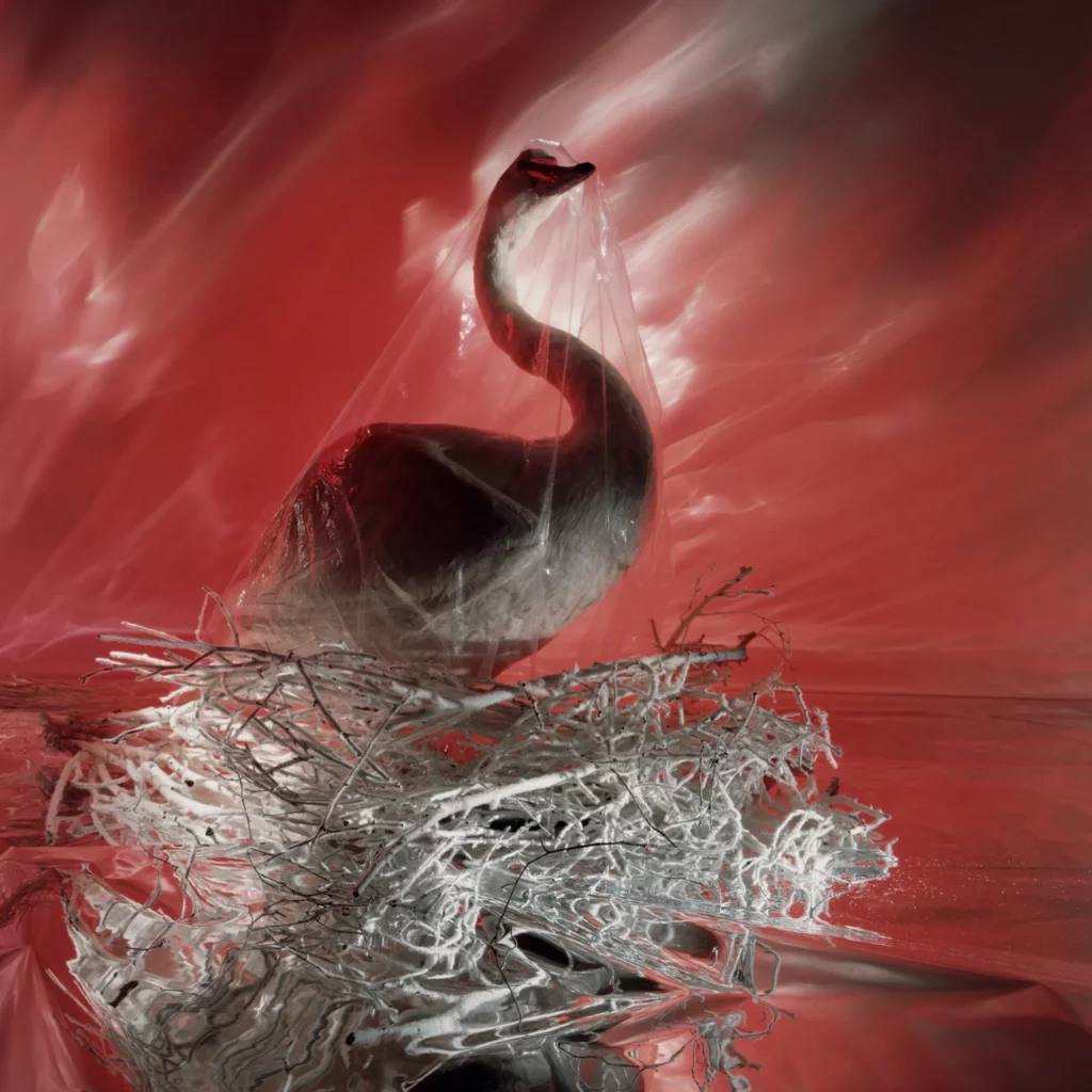 Abstract swan photo