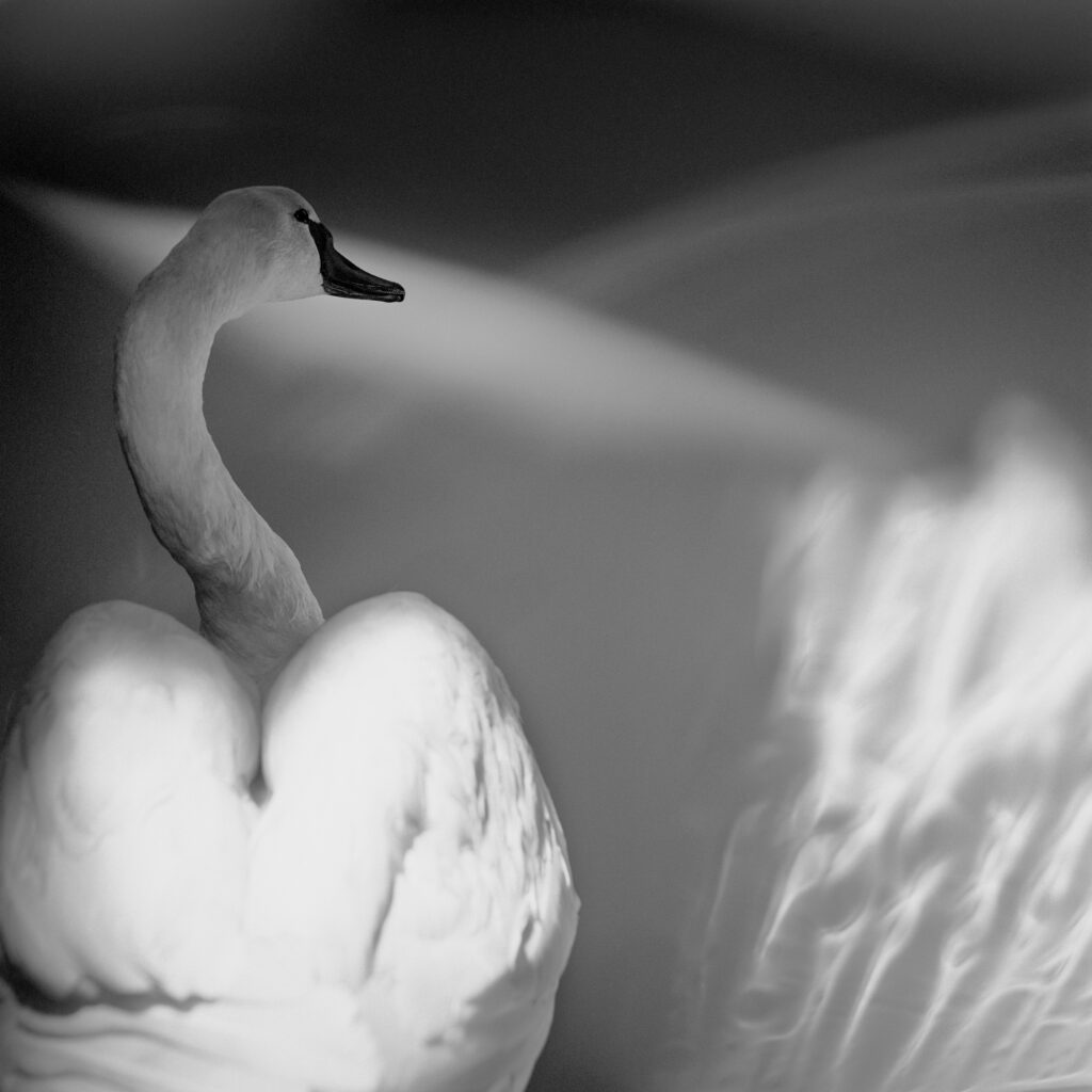 Swan in black and white