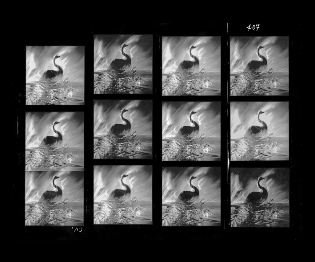 Abstract photo collage of a swan in black and white